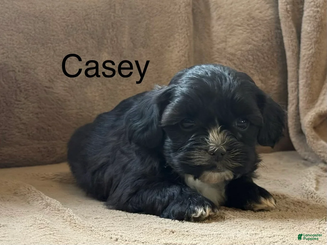 Shih Tzu dogs for sale: Casey - Ad 1