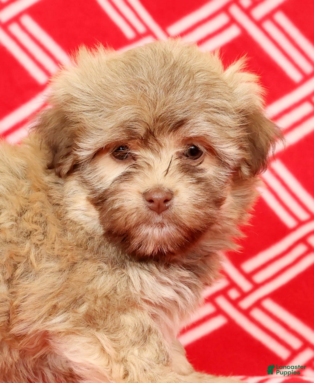 Havanese dogs for sale: Carmel - Ad 9