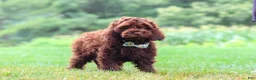 Cockapoo dogs for sale: Sammie - Ad 3