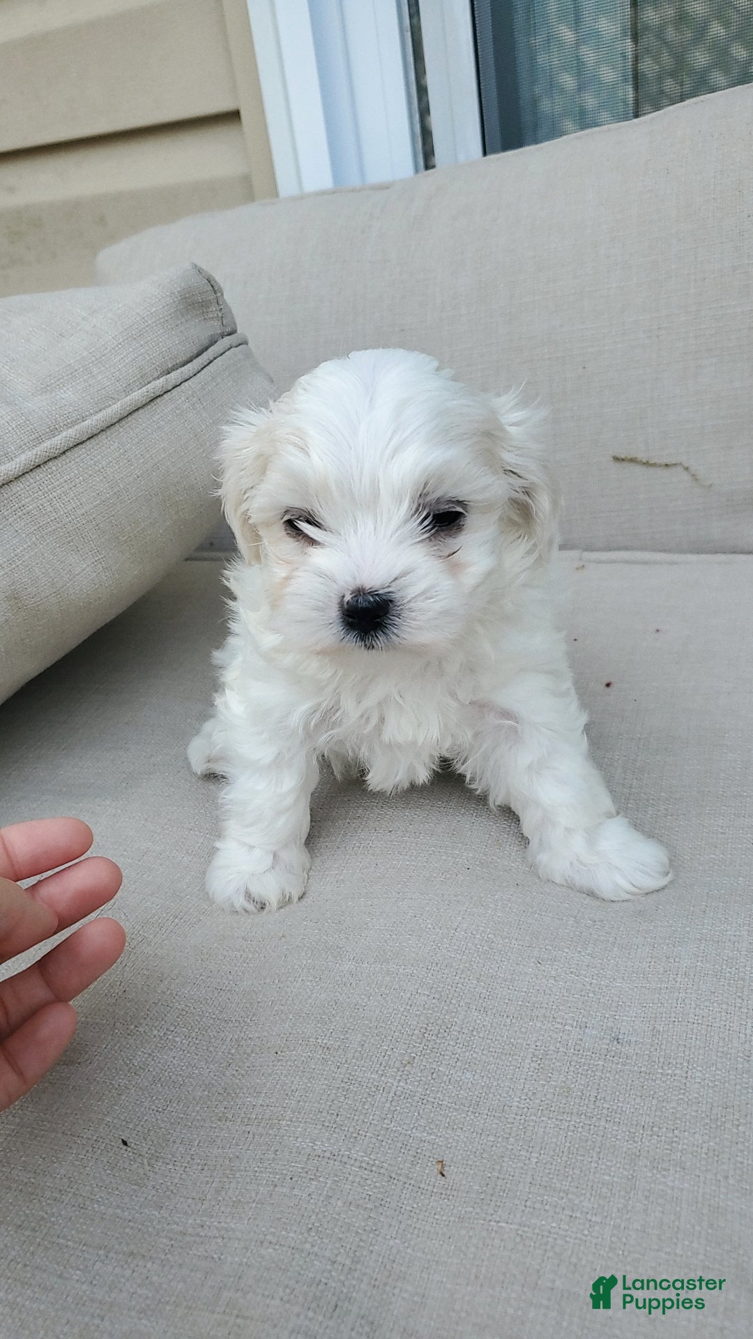 Maltese dogs Noah - Ad 27