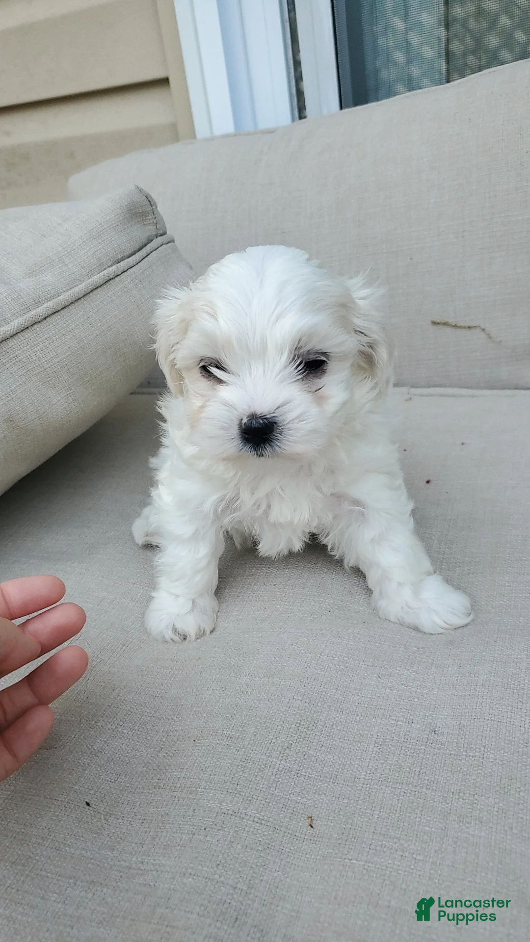 Maltese dogs for sale: Noah - Ad 1