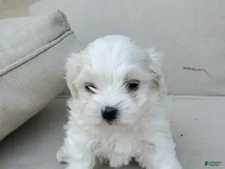 Maltese dogs Noah - Ad 29