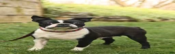 Boston Terrier dogs for sale: Nutella - Ad 6