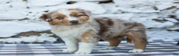 Australian Shepherd dogs for sale: Maggie - Ad 3