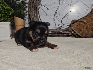 Mixed Breed dogs Logan - Ad 41