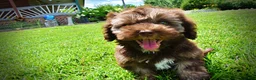 Havapoo dogs for sale: Frisco - Ad 16