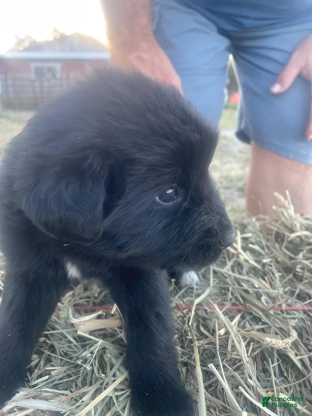 Mixed Breed dogs for sale: Mixed Breed 2 - Ad 1