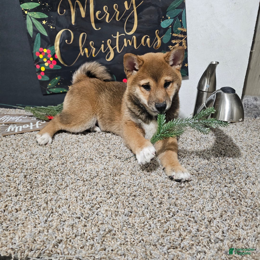 Shiba Inu dogs for sale: Koda - Ad 6