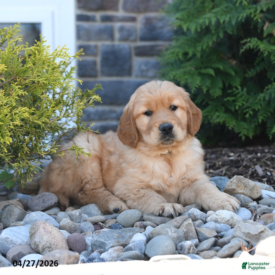 Golden Retriever dogs Gatsby - Ad 2