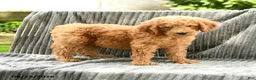 Goldendoodle dogs for sale: Franny - Ad 3