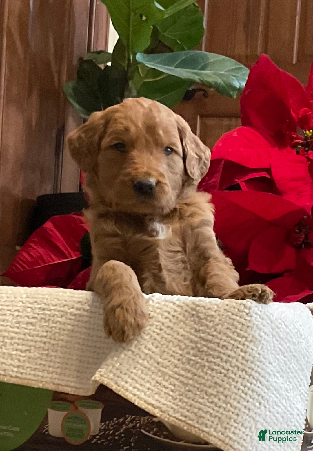 Goldendoodle dogs for sale: Goldendoodle Puppy 7 - Ad 3