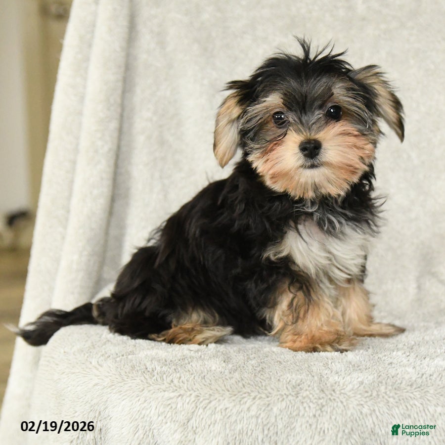 Morkie dogs Mr. Bill - Ad 1