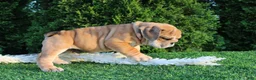 English Bulldog dogs for sale: Dash - Ad 5