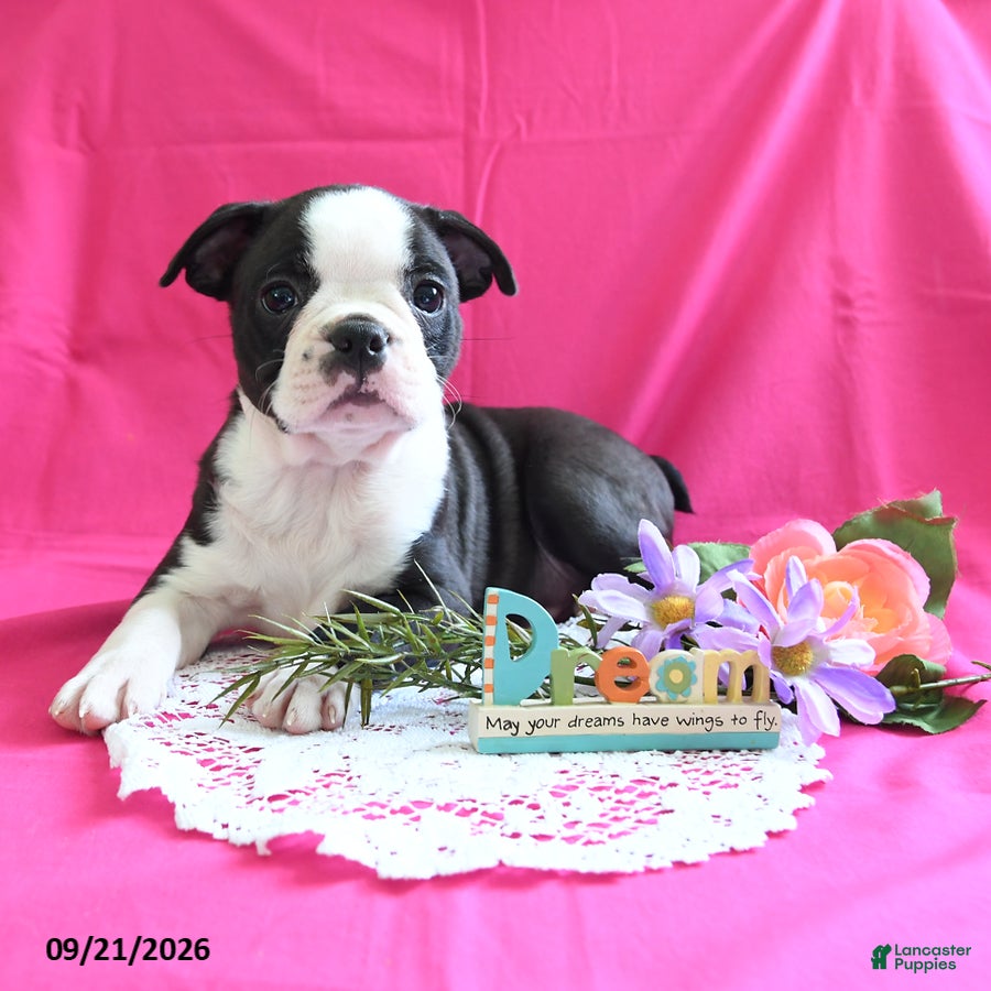 Boston Terrier dogs Dynamite - Ad 2