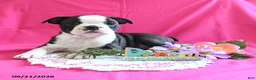 Boston Terrier dogs for sale: Dynamite - Ad 2