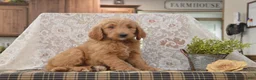 Goldendoodle dogs for sale: Sanford - Ad 6