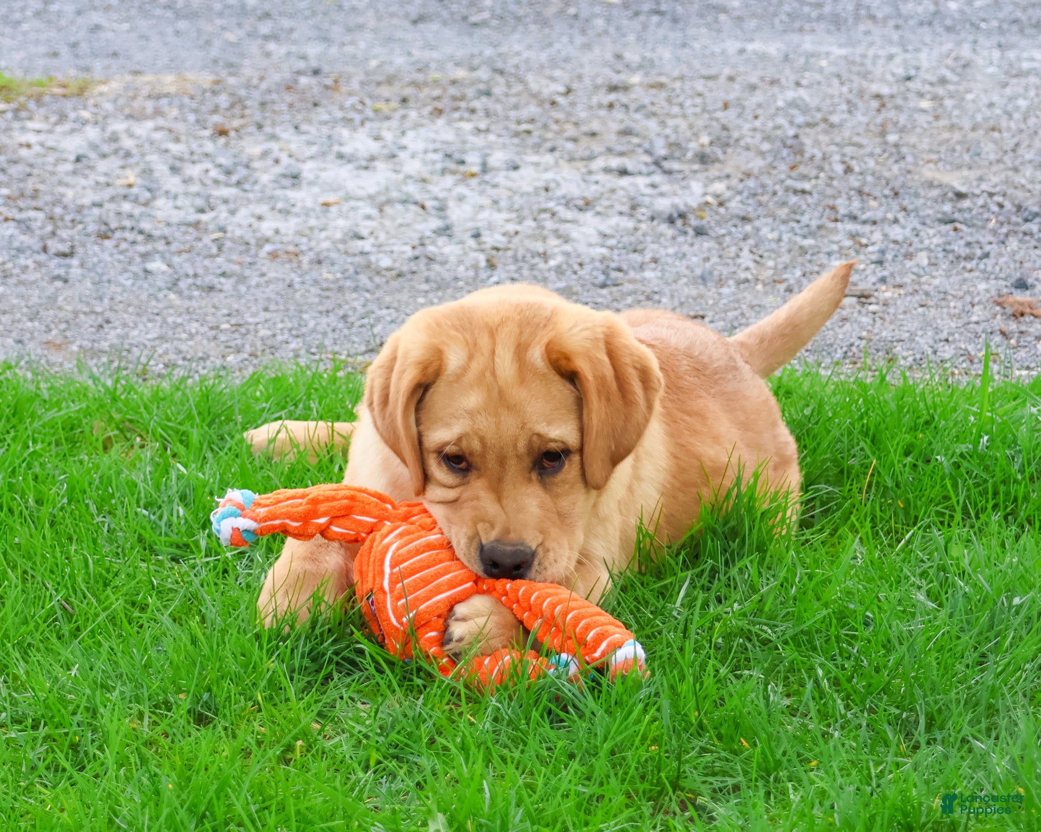 Labrador Retriever dogs Eggo - Ad 1