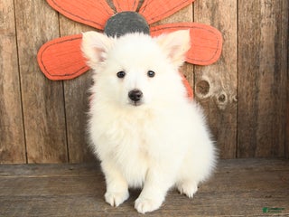 Mixed Breed dogs - Ad 33