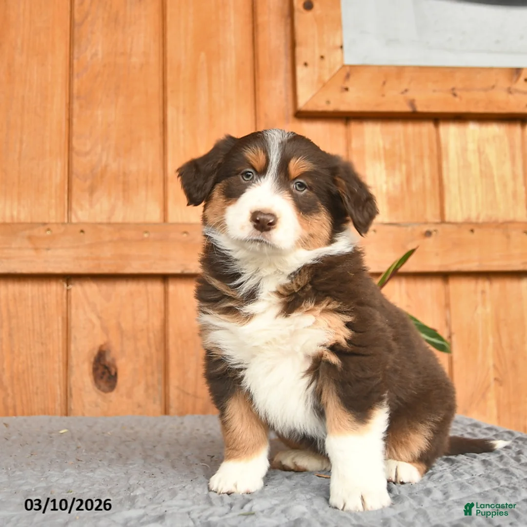 Australian Shepherd dogs for sale: Andrea  - Ad 3