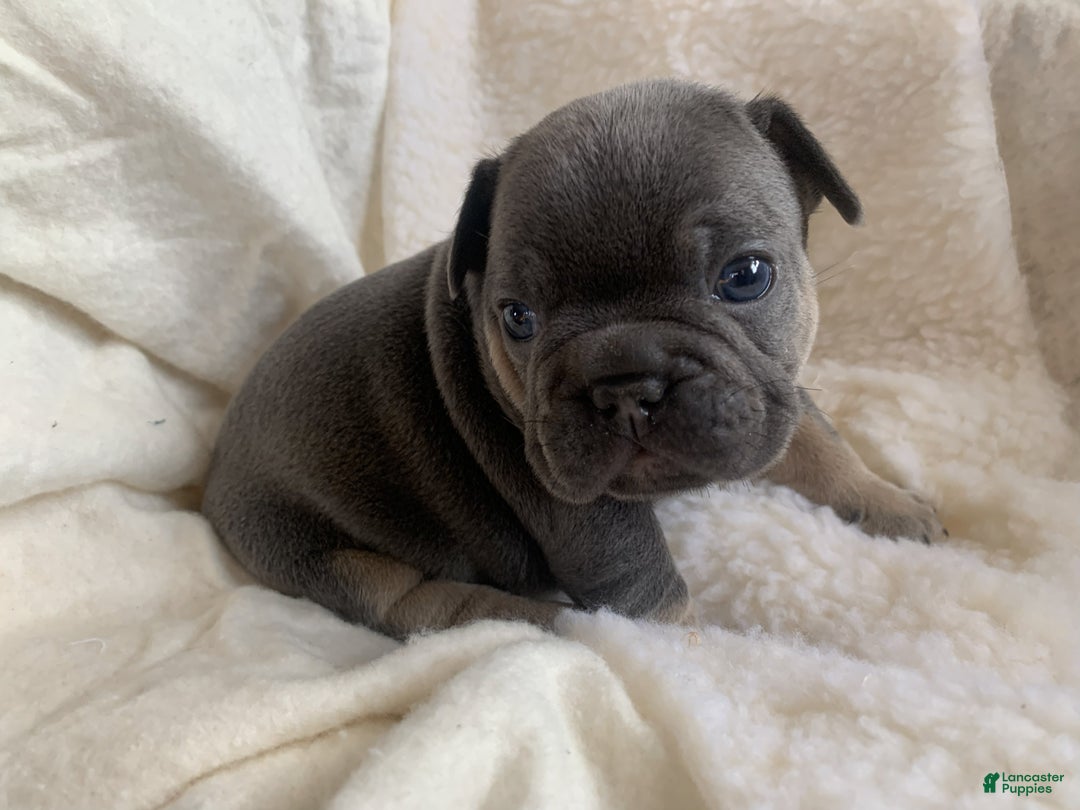 French Bulldog dogs for sale: Oliver - Ad 1