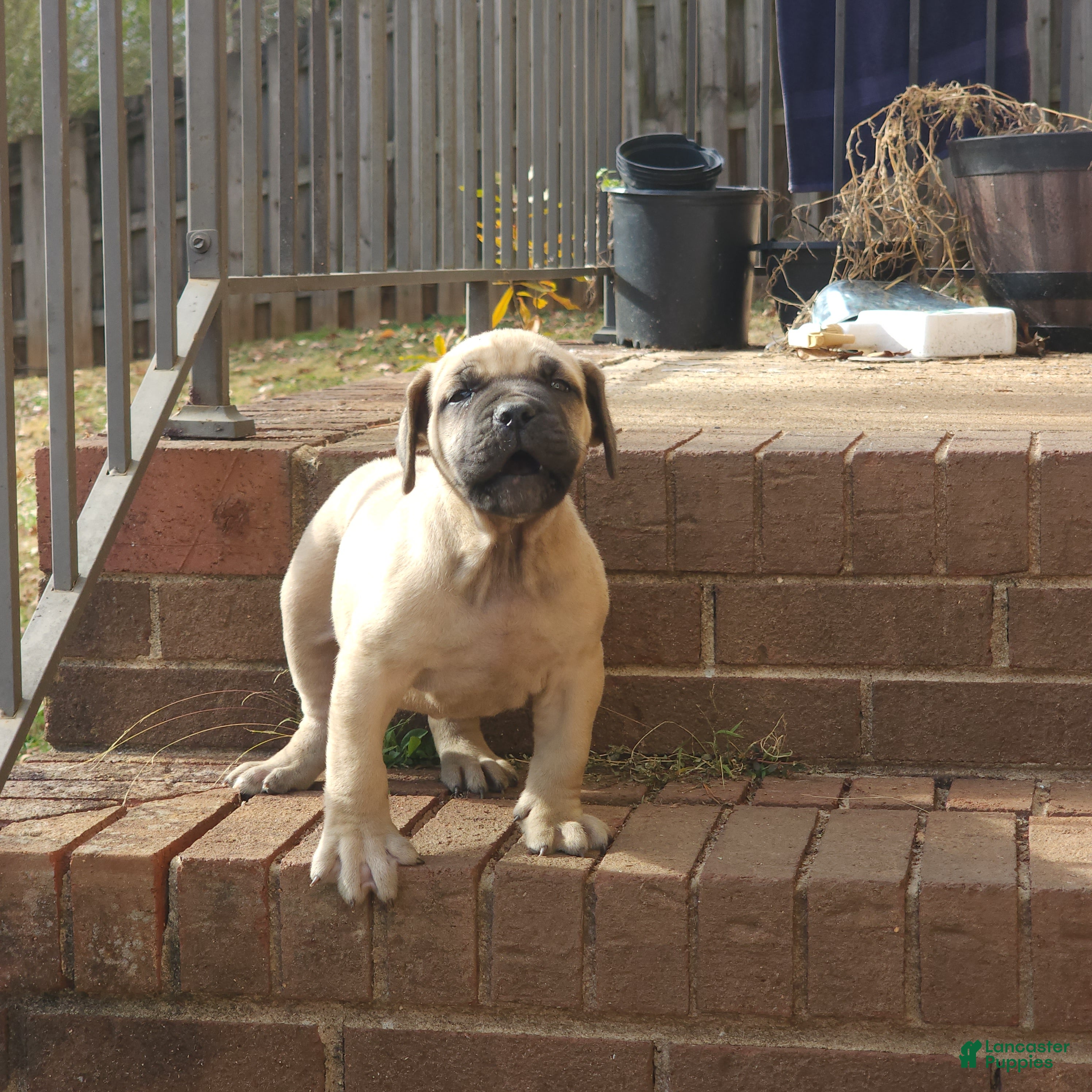South African Boerboels dogs Mark - Ad 4
