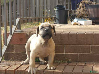 South African Boerboels dogs Mark - Ad 3
