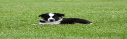 Miniature Australian Shepherd dogs for sale: Cash - Ad 6