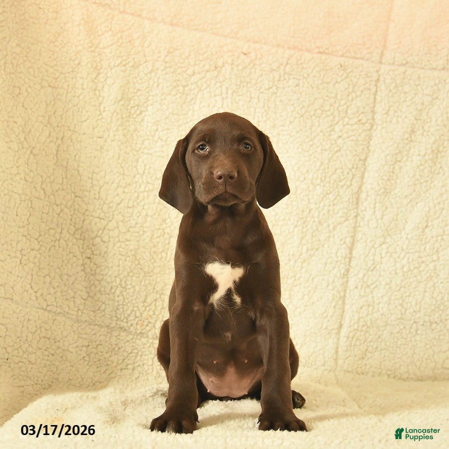 German Shorthaired Pointer dogs Marigold  - Ad 2
