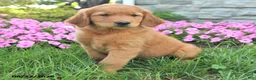 Mixed Breed dogs for sale: Lady - Ad 2