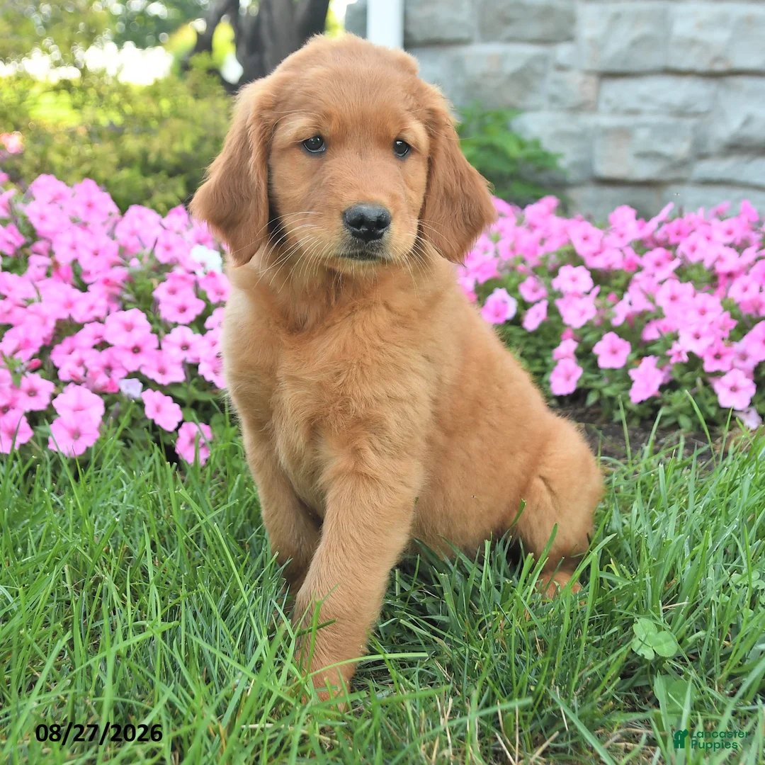 Mixed Breed dogs for sale: Lady - Ad 2