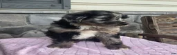Mini Aussiedoodle dogs for sale: Alisha - Ad 4
