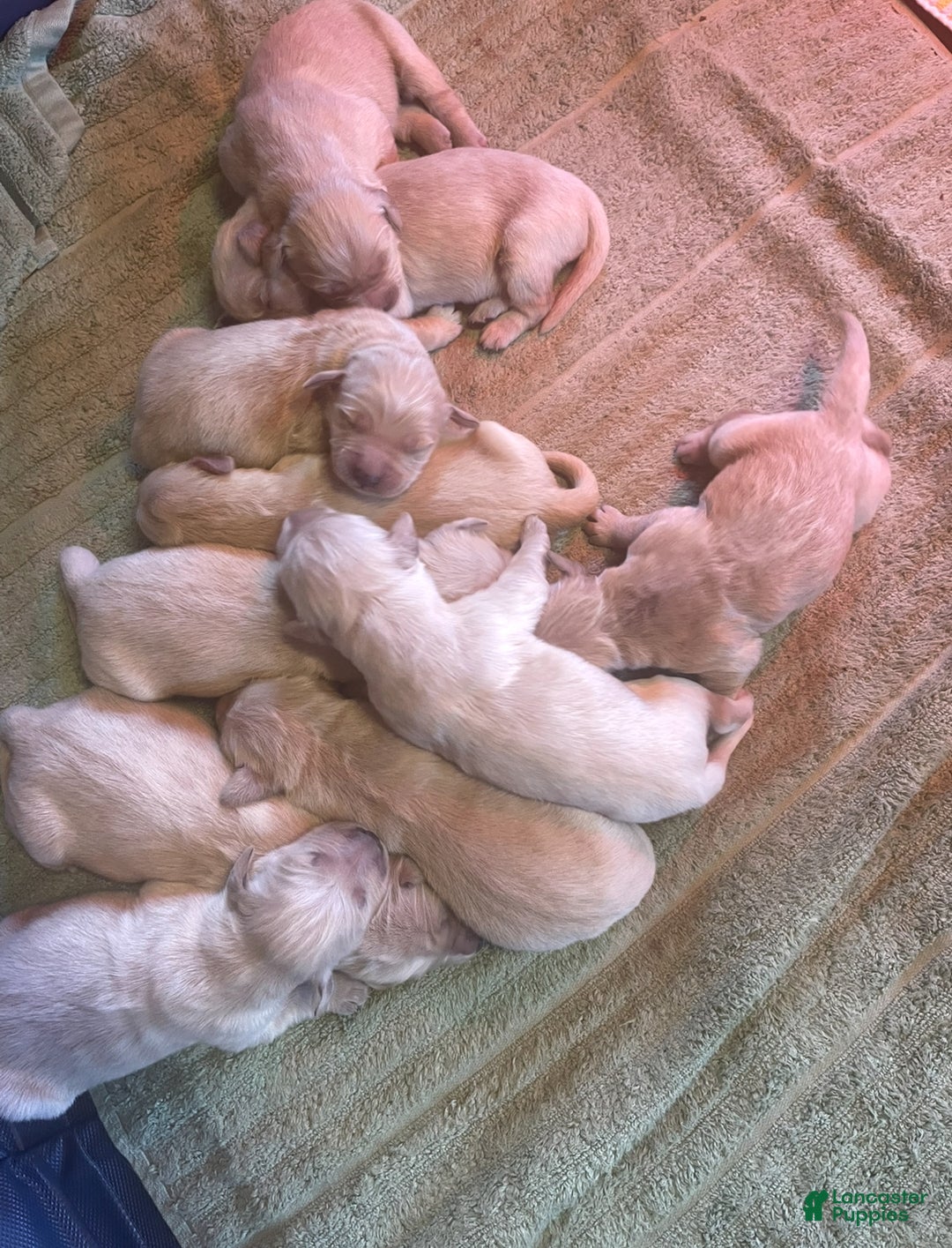 Golden Retriever dogs for sale: Male Pup 1 - Ad 1