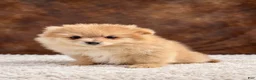 Pomeranian dogs for sale: Pomeranian 3 - Ad 6