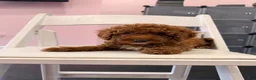 Mixed Breed dogs for sale: Chosen  - Ad 5