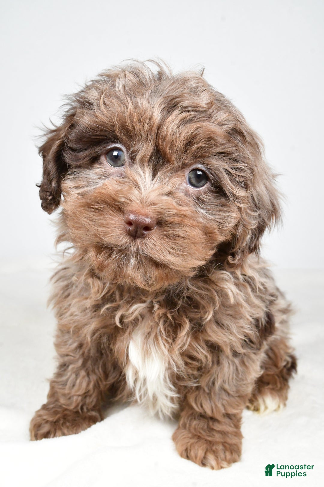 Shihpoo dogs for sale: Jodi - Ad 7