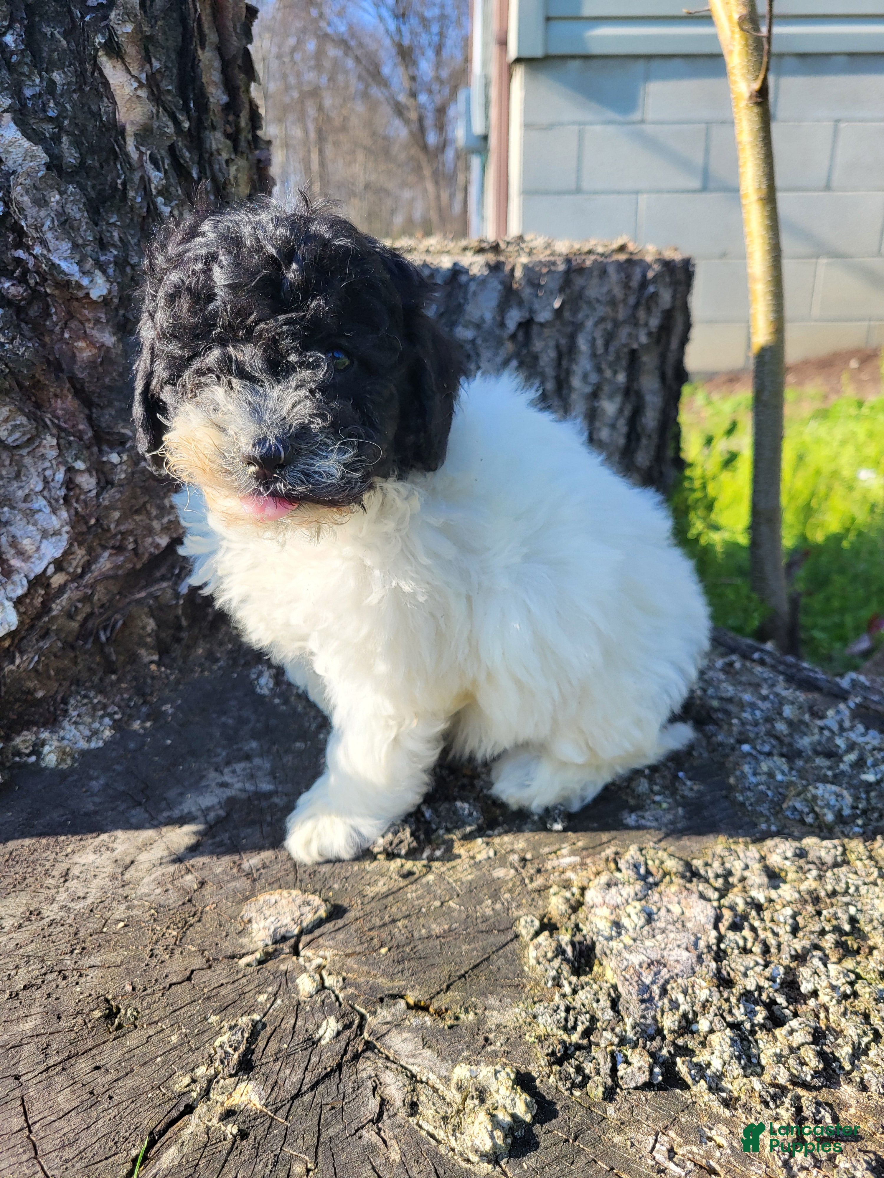 Miniature Poodle dogs Cassie  - Ad 1