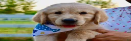 Golden Retriever dogs for sale: Pink Girl 4 - Ad 28