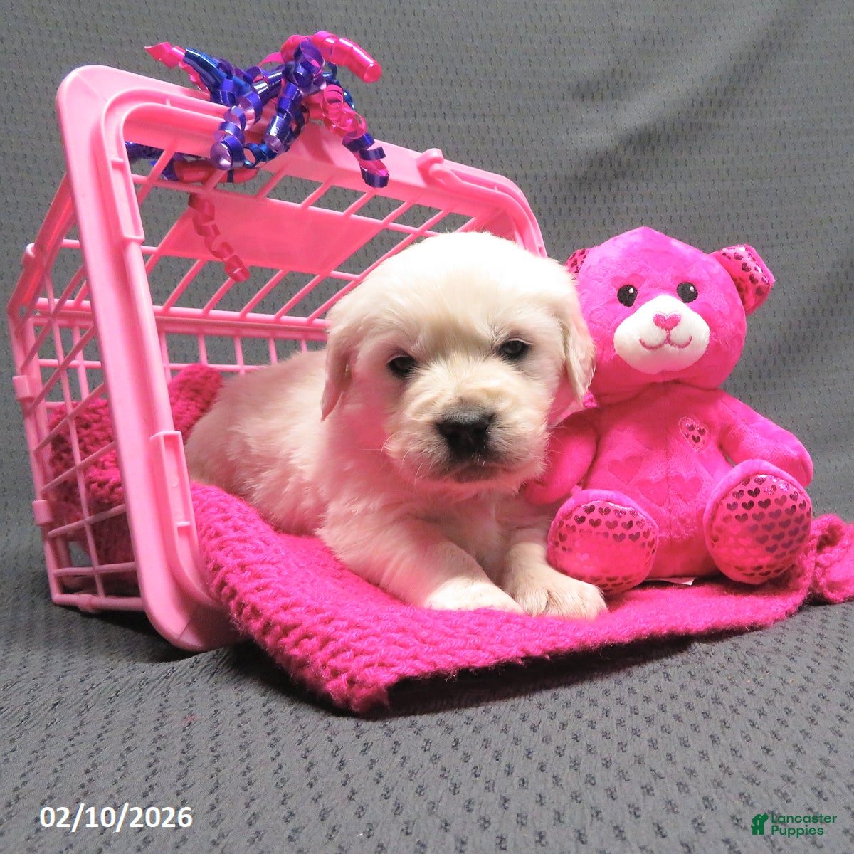 Golden Retriever dogs Missy - Ad 5