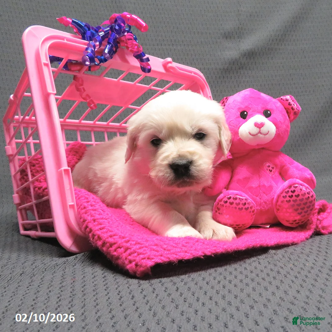 Golden Retriever dogs for sale: Missy - Ad 1