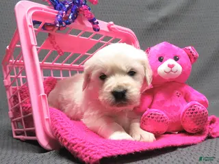 Golden Retriever dogs Missy - Ad 5