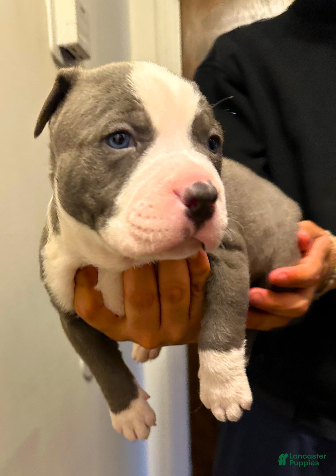 American Bully dogs for sale: "JAY Z" - Ad 4