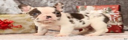 French Bulldog dogs for sale: Jenkins - Ad 6
