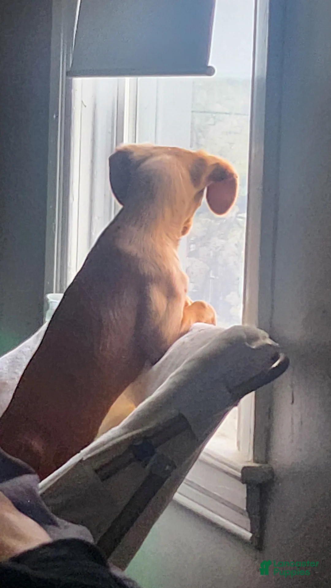 Mixed Breed dogs for sale: Cooper - Ad 4