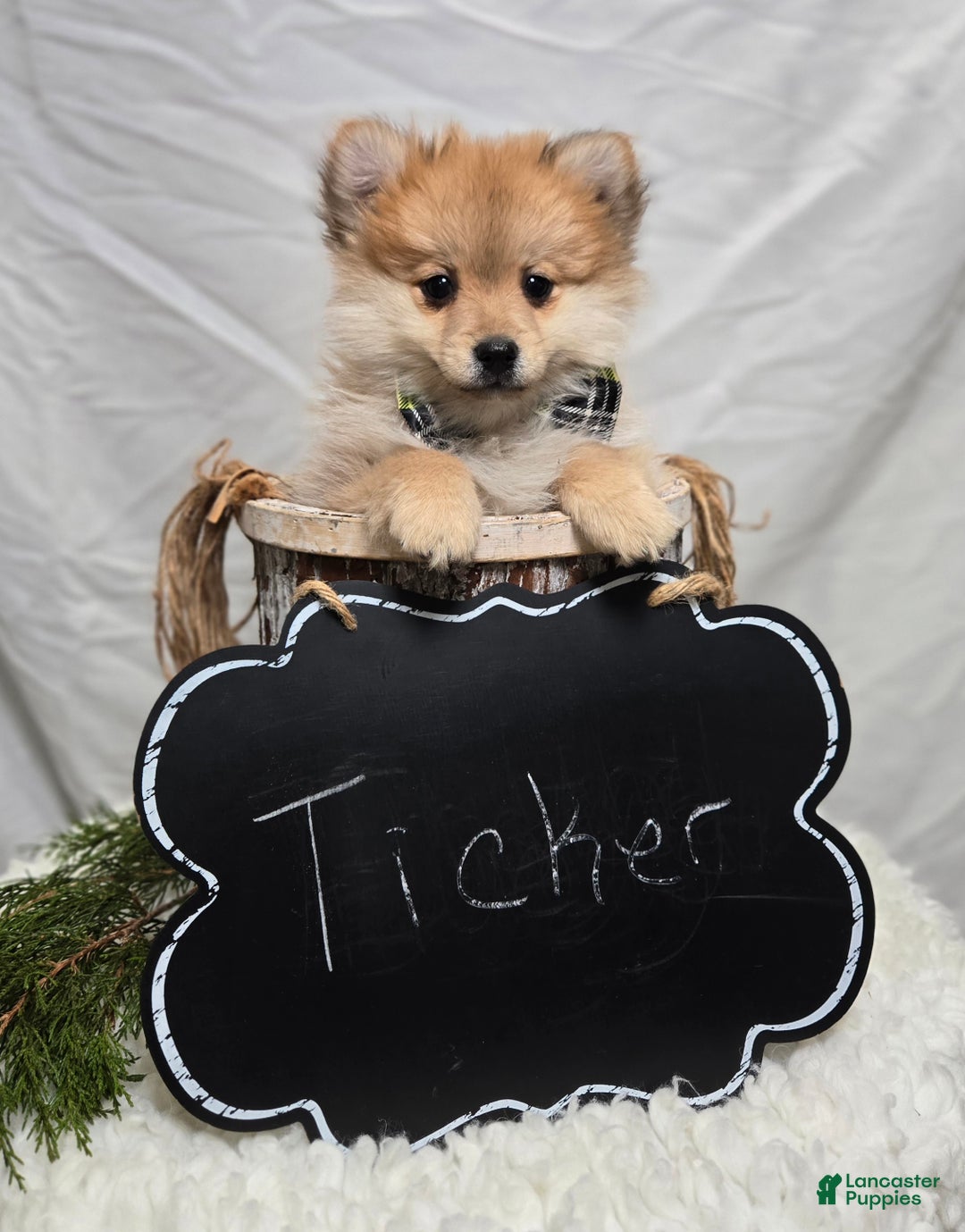 Pomeranian dogs for sale: Ticker - Ad 6