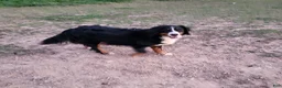 Bernese Mountain Dog dogs for sale: Max - Ad 5