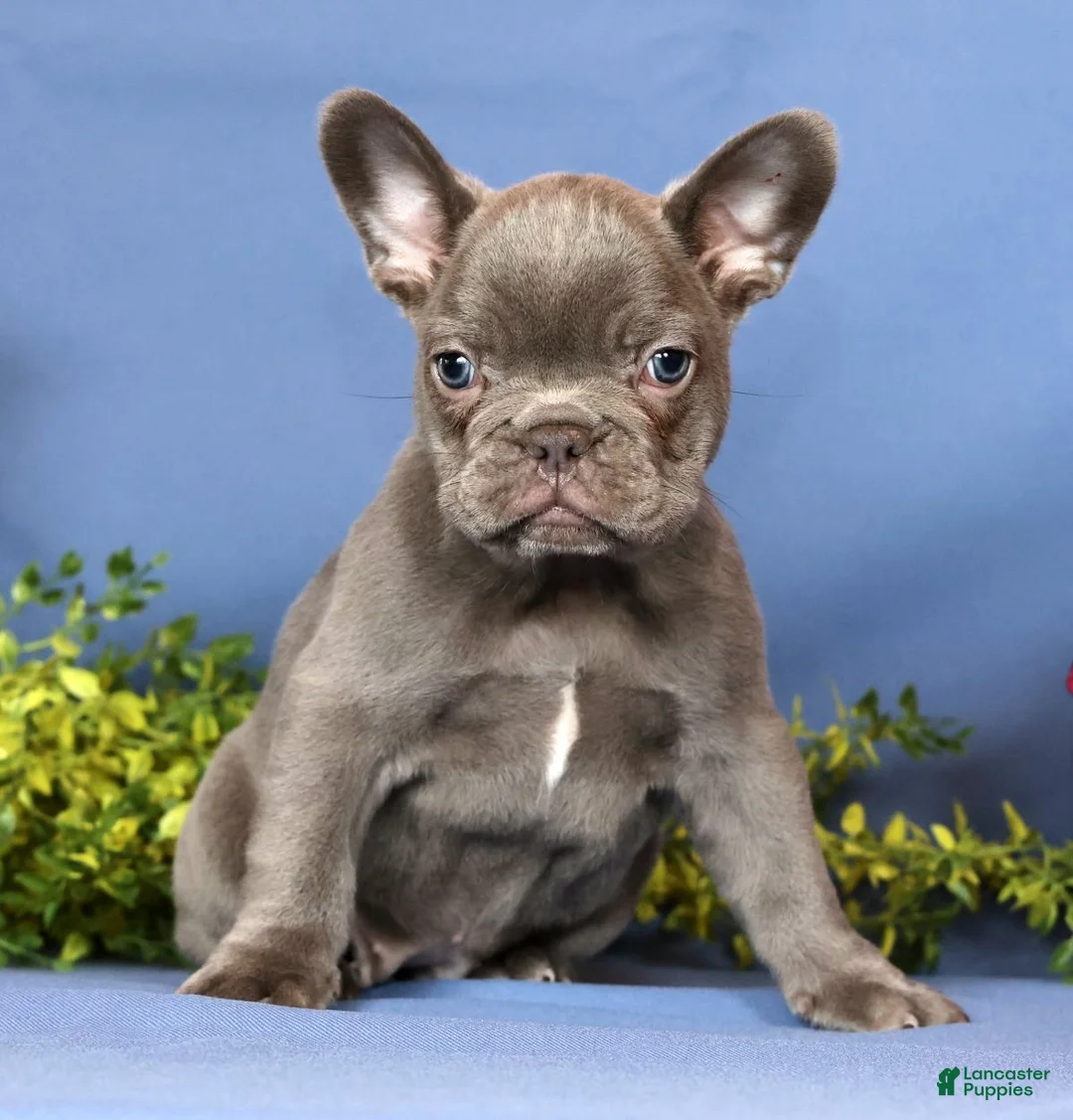 French Bulldog dogs for sale: Kara - Ad 1