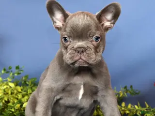 French Bulldog dogs for sale: Kara - Ad 1
