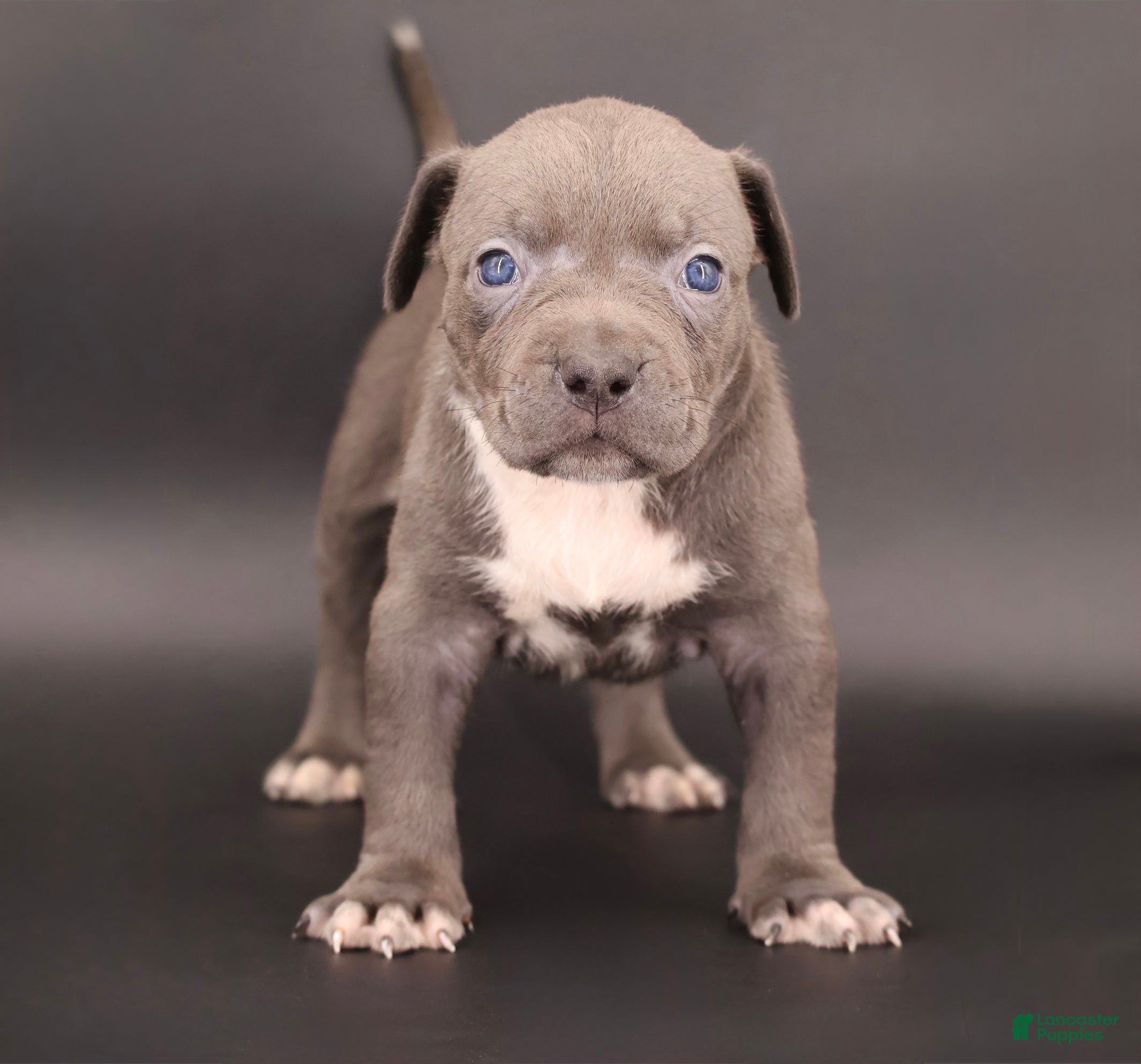 American Bully dogs Thistle - Ad 1