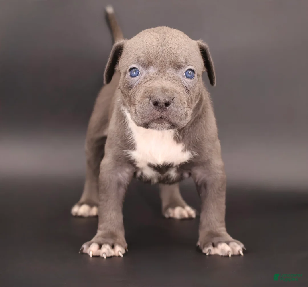 American Bully dogs for sale: Thistle - Ad 1