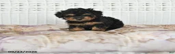 Miniature Poodle dogs for sale: Colton - Ad 1